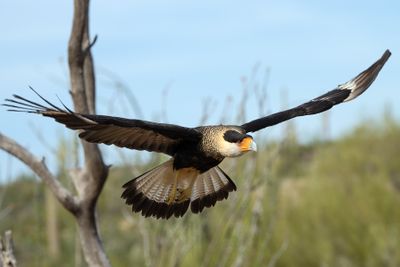 Caracaras Falcon 4.jpg