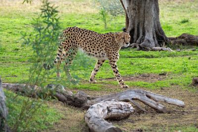 Cheetah 1.jpg