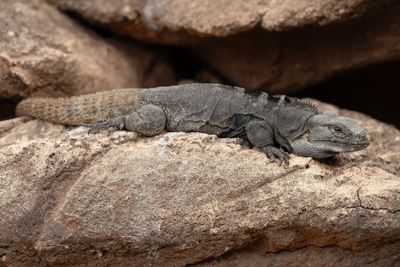 Chuckwalla 1.jpg