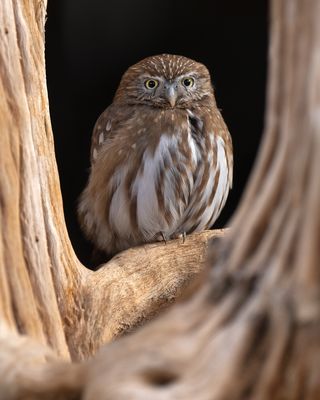 Ferruginous Pygmy Cactus Owl.jpg