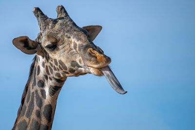 Giraffe Tongue.jpg