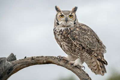 Great Horned Owl 2.jpg