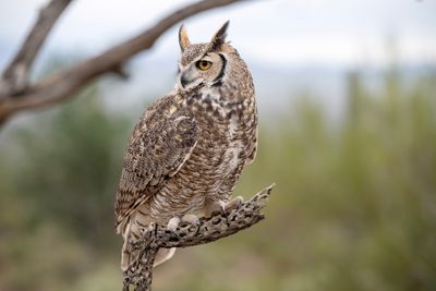 Great Horned Owl 3.jpg