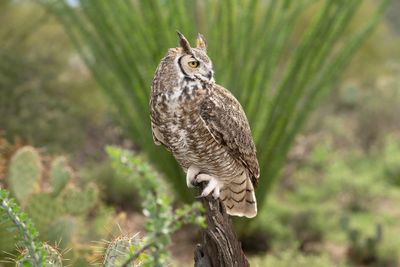 Great Horned Owl 4.jpg