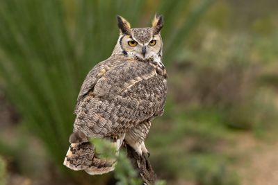 Great Horned Owl 5.jpg