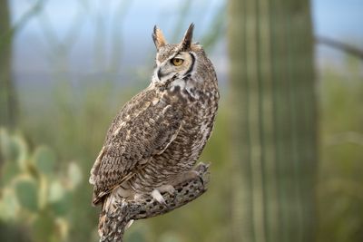 Great Horned Owl 6.jpg