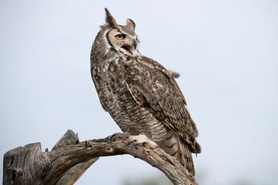 Great Horned Owl 7.jpg