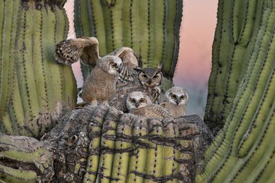 Great Horned Owl and babies.jpg