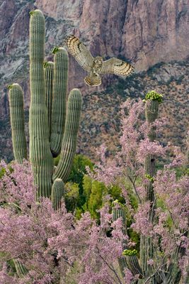 Great Horned Owl and Ironwood Blossoms.jpg