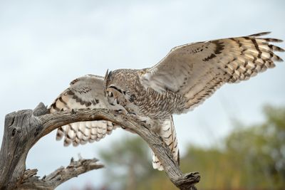 Great Horned Owl Eating 1.jpg