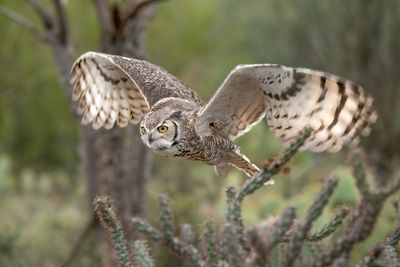 Great Horned Owl in Flight 2.jpg