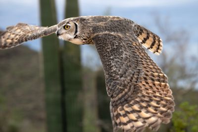 Great Horned Owl in Flight 3.jpg
