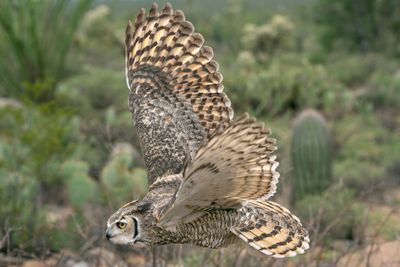 Great Horned Owl in Flight 4.jpg