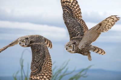 Great Horned Owl in Flight 5.jpg