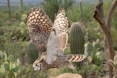 Great Horned Owl in Flight 6.jpg