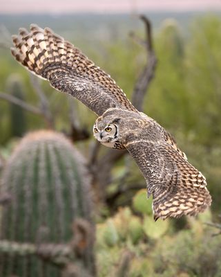 Great Horned Owl in Flight 7.jpg