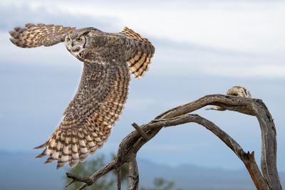 Great Horned Owl in Flight 8.jpg
