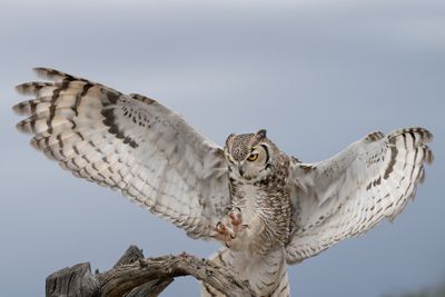 Great Horned Owl Landing 1.jpg