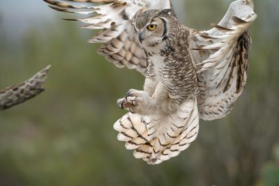 Great Horned Owl Landing 2.jpg