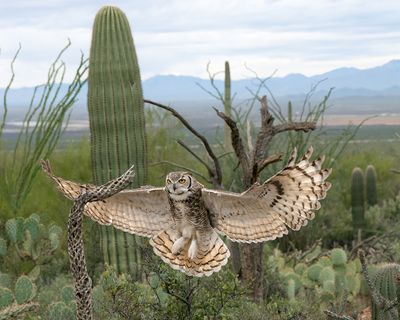 Great Horned Owl Landing 3.jpg