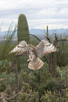 Great Horned Owl Landing 4.jpg