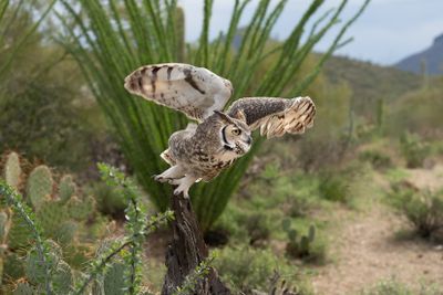Great Horned Owl Taking Off 1.jpg