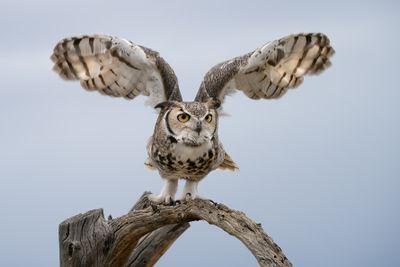 Great Horned Owl Taking Off 2.jpg