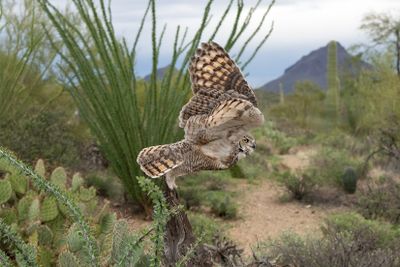 Great Horned Owl Taking Off 3.jpg