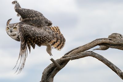 Great Horned Owl Taking Off 4.jpg