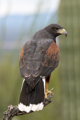 Harris Hawk 1.jpg