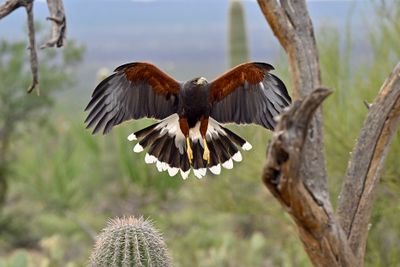 Harris Hawk 2.jpg