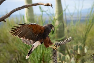 Harris Hawk 3.jpg