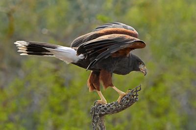 Harris Hawk 4.jpg