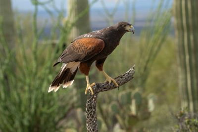 Harris Hawk 5.jpg