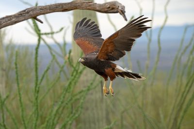 Harris Hawk 6.jpg