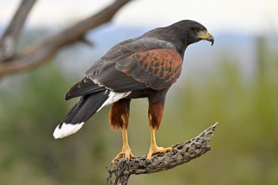 Harris Hawk 7.jpg