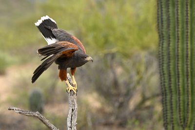 Harris Hawk 8.jpg