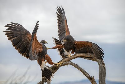 Harris Hawks 1.jpg