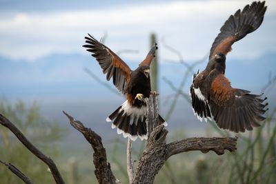 Harris Hawks 2.jpg