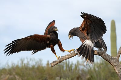 Harris Hawks 3.jpg