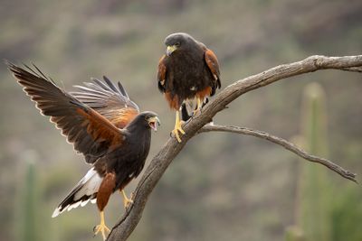 Harris Hawks 4.jpg