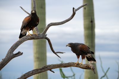 Harris Hawks 5.jpg