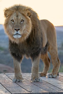 Lion Backlit Sunrise 1.jpg