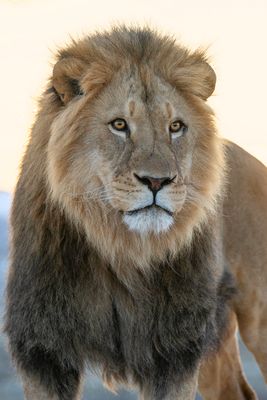 Lion Backlit Sunrise 2.jpg