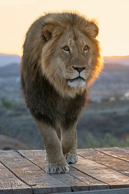 Lion Backlit Sunrise 3.jpg