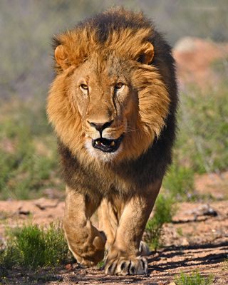 Lion Midmorning 1.jpg
