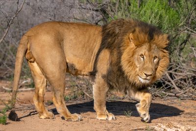Lion Midmorning 2.jpg