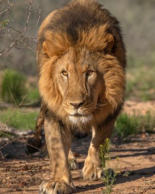 Lion Midmorning 3.jpg