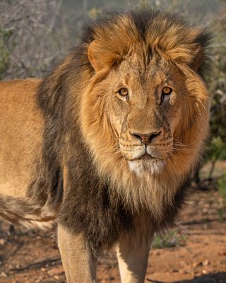 Lion Midmorning 4.jpg