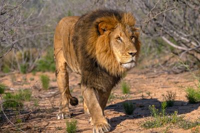 Lion Midmorning 5.jpg